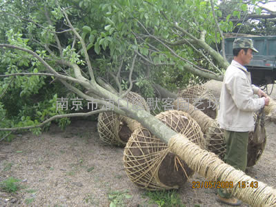 杜仲，杜仲价格，杜仲的价格，杜仲树价格