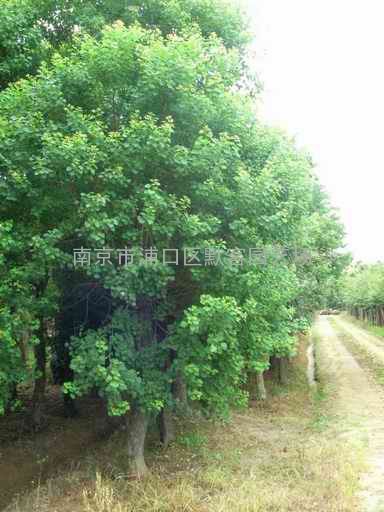 香樟，香樟价格，香樟的价格，移植香樟价格