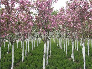 樱花，樱花价格，日本樱花价格