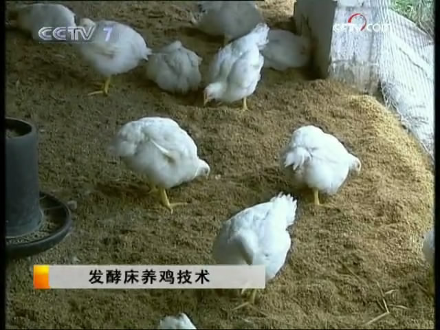 供最新绿色生态鸡等禽类养殖技术