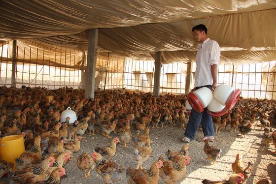 生态养鸡等禽类养殖新技术全国招商