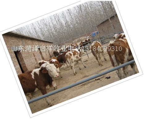 山西阳泉肉牛养殖场甘肃临夏肉牛养殖基地