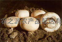 深圳蔬菜配送-鲜蘑菇
