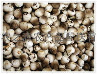 深圳蔬菜配送-鲜草菇
