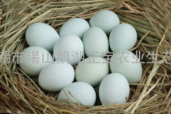 绿壳蛋（绿壳鸡蛋、土鸡蛋）