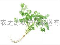 芫茜-深圳蔬菜配送供应