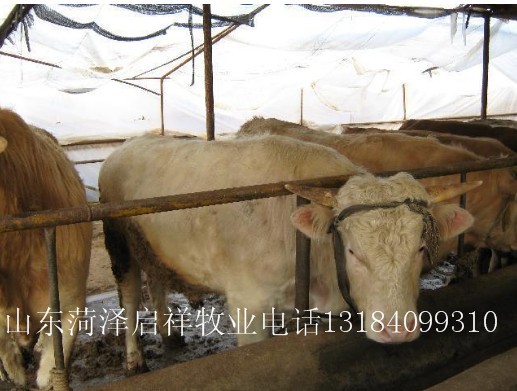 青海黄牛养殖场深圳养牛厂宁波波尔山羊价格