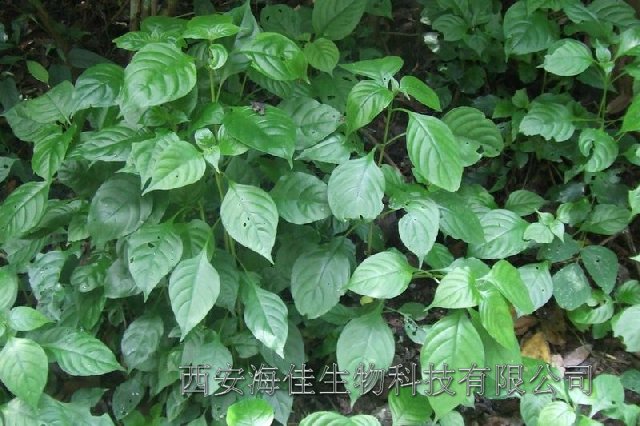 【中药提取物】板蓝根提取物（植物提取物）