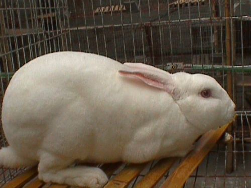 獭兔的养殖成本，獭兔的养殖利润