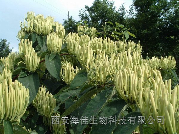 【现货】金银花提取物(植物提取物)西安海佳生物