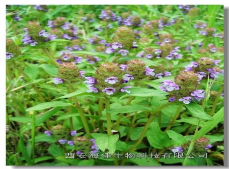 夏枯草提取物(植物提取物)西安海佳生物