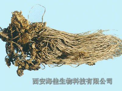 细辛提取物(植物提取物)西安海佳生物