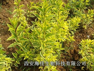 供应中药提取物【连翘提取物】植物提取物