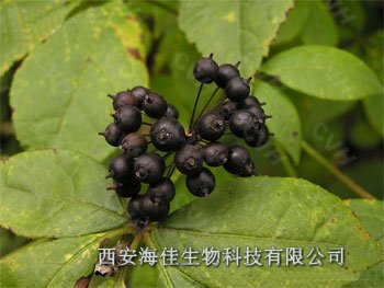 供应刺五加提取物【刺五加甙】西安海佳生物供应