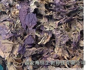 供应【紫苏提取物】植物提取物-西安海佳生物