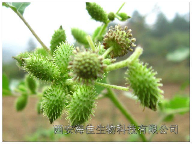 供应【苍耳提取物】10：1西安苍耳提取物