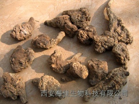 【高品质】生地提取物(植物提取物)西安海佳生物供应