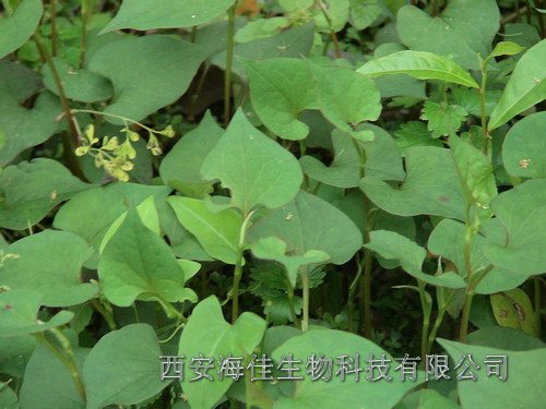 【优质】鱼腥草提取物(植物提取物)西安海佳生物