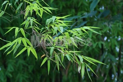 【竹叶提取物】(植物提取物)西安海佳生物