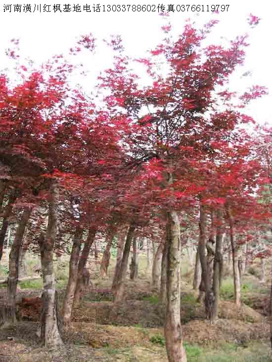 香花槐价格,盘槐价格,龙爪槐价格,槐树价格,红枫价格表