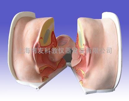 高级女性避孕器指导模型，计生指导模型，计划生育模型