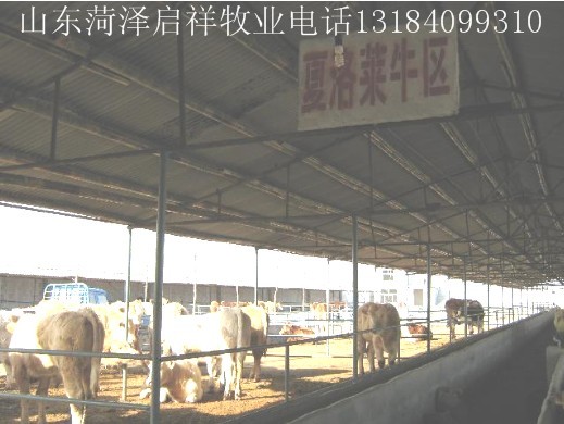 江西肉牛养殖基地最新肉牛崽价格