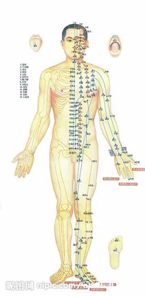人体针灸模型