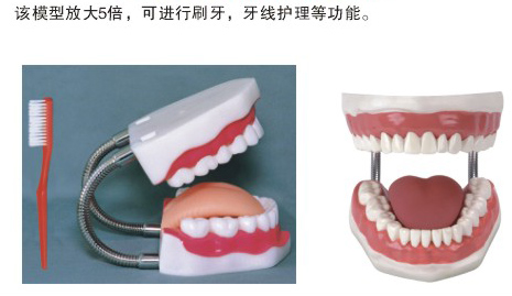 KGF/11牙护理保健模型【上海广育】