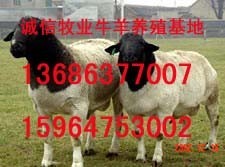 山东大型牛羊养殖信息网肉牛肉羊供求网养牛养羊经济信息网