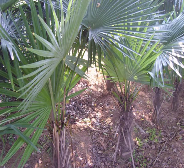 棕榈幼苗