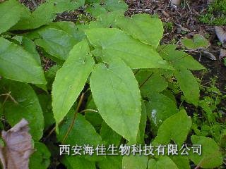 【淫羊藿提取物】补肾阳，强筋骨，祛风湿