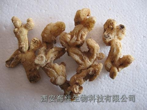 【黄精提取物】阴虚劳嗽；肺燥咳嗽；脾虚乏力