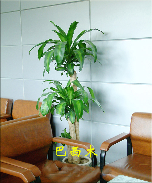 绿植公司北京绿植公司