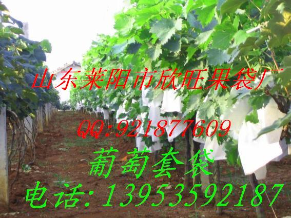 红提葡萄套袋、巨峰葡萄袋－莱阳市欣旺果袋厂专供
