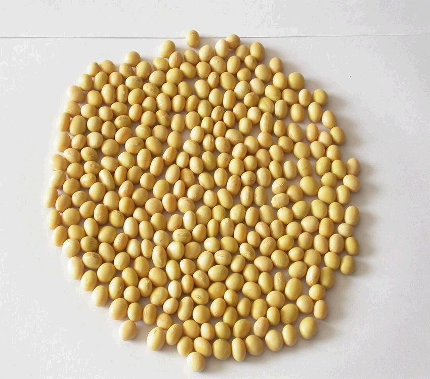 供应进口高蛋白大豆
