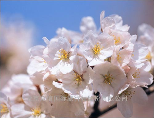 日本旅游-日本赏樱花