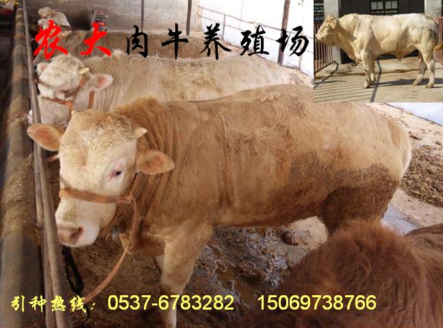 正规肉牛养殖企业 山东农大牧业肉牛养殖场 