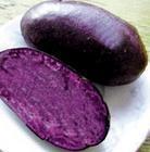 黑美人紫色土豆种子