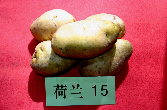 荷兰十五土豆种子