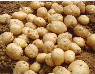 夏波蒂土豆种子