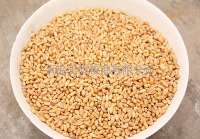供应优质小麦每吨1500元