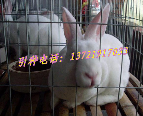 獭兔养殖利润獭兔价格山东獭兔场