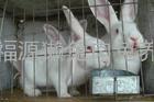 供应河南种兔种兔价格种兔行情种兔养殖场