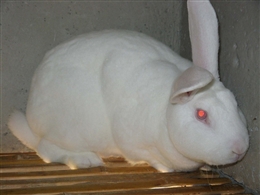 商丘獭兔养殖场商丘獭兔最新价格河北獭兔