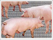 安平县丰瑞供应养猪网，欢迎来电