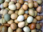 供应山鸡种蛋
