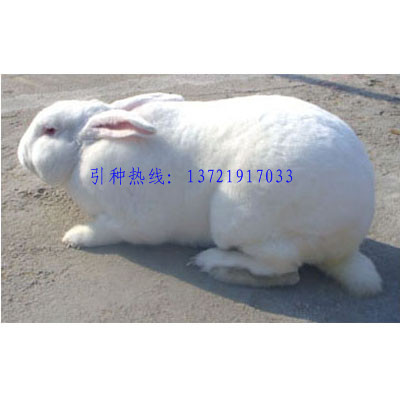 济宁獭兔行情怎样獭兔养殖利润獭兔养殖技术