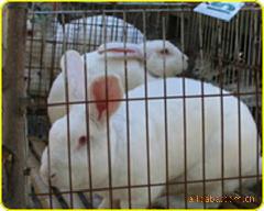菏泽獭兔养殖利润怎样獭兔养殖效益