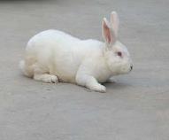 山东獭兔最新行情预测獭兔养殖技术