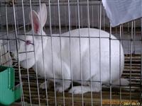 山东獭兔行情獭兔养殖技术獭兔价格预测